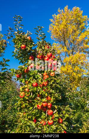 Honeycrisp apples in the Wolfville Apple Orchards, Wolfville, Nova ...