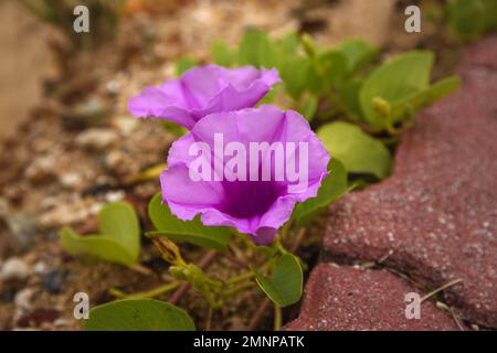 Two purple Ipomoea cairica flowers, close up with green leaves in the background Stock Photo