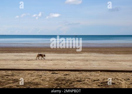 Dog walking on a tropical beach in Ko Lanta, Krabi, Thailand Stock Photo