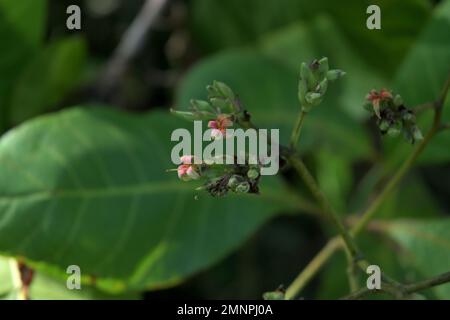 Few Cashew flower and flower buds in a Cashew tree (Anacardium Occidentale) Stock Photo