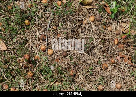 Fallen seeds of a Tamanu tree (Calophyllum Inophyllum) on the grassy ground Stock Photo