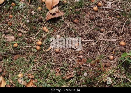 Fallen Oil nut tree (Calophyllum Inophyllum) seeds near the tree in a wild grass area Stock Photo