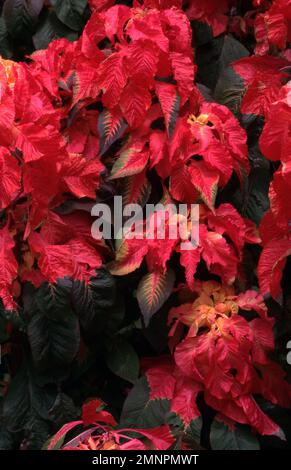 AMARANTHUS TRICOLOR ALSO KNOWN AS THE RED AMARANTH. Stock Photo