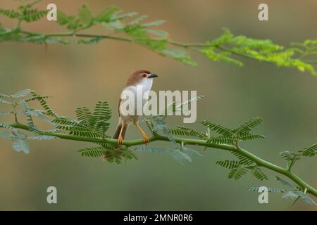 Yellow-eyed Babbler (Chrysomma sinense) sitting on a perch Stock Photo