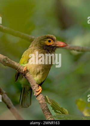 Brown-headed Barbet (Psilopogon zeylanicus) perched on a branch Stock Photo