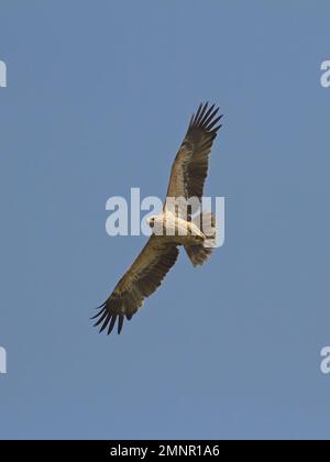 Greater Spotted Eagle (Clanga clanga) fulvescens morph in flight Stock Photo