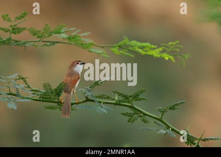 Yellow-eyed Babbler (Chrysomma sinense) sitting on a perch Stock Photo