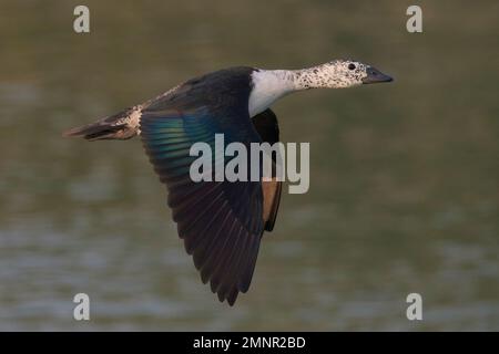 Comb Duck (Sarkidiornis sylvicola) in flight Stock Photo