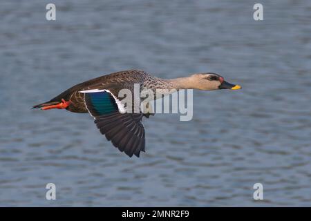 Indian spot-billed duck (Anas poecilorhyncha) Stock Photo