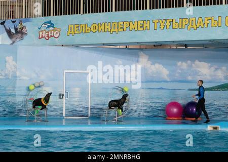 Performance with fur seals in the Almaty Dolphinarium Stock Photo