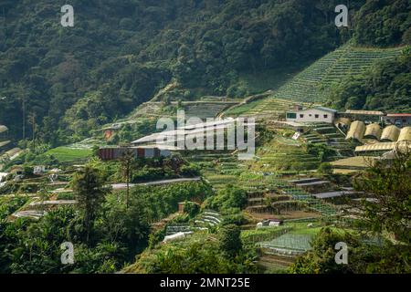 Tea plantations rice terraced fields on Cameron Highland, Pahang, Malaysia. Landscape view along the mountain that crosses the agriculture farm and ru Stock Photo