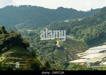 Tea plantations rice terraced fields on Cameron Highland, Pahang, Malaysia. Landscape view along the mountain that crosses the agriculture farm and ru Stock Photo