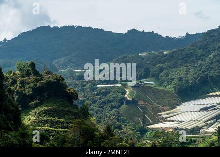 Tea plantations rice terraced fields on Cameron Highland, Pahang, Malaysia. Landscape view along the mountain that crosses the agriculture farm and ru Stock Photo