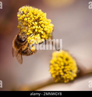 A Carniolan honey bee on catkin collecting pollen Stock Photo
