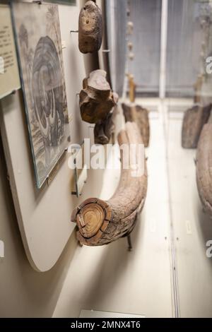 Dinosaur skull, Moscow Paleontological Museum, Moscow, Russia Stock ...