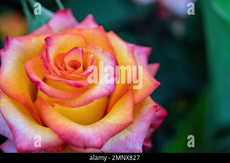 Red and Yellow Rose and Rosebuds in Garden, Close Up, Selective Focus ...