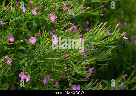 willow-herb epilobium hirsutum during flowering. Medicinal plant with red flowers. Stock Photo