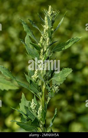 Lambs quarter flowers Lamb's quarter Chenopodium album is a roadside weed, but the young leaves are edible. Stock Photo