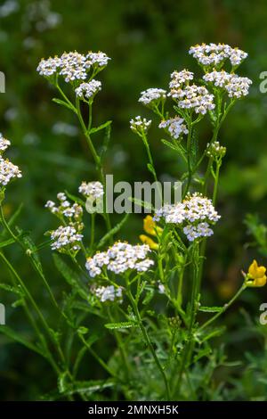 Achillea millefolium, commonly known as yarrow or common yarrow, is a flowering plant in the family Asteraceae. Stock Photo