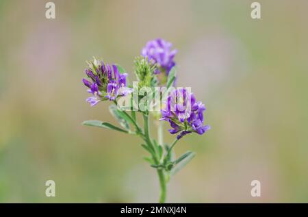 Alfalfa. Purple flowers of the plant close-up. Medicago sativa. Stock Photo