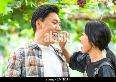A young couple in orchard picking grapes Stock Photo