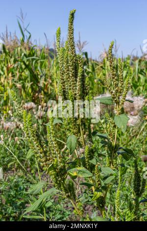 Amaranthus retroflexus Red-root amaranth, redroot pigweed, common amaranth, pigweed amaranth, and common tumbleweed. Weed and medicinal plant. Stock Photo