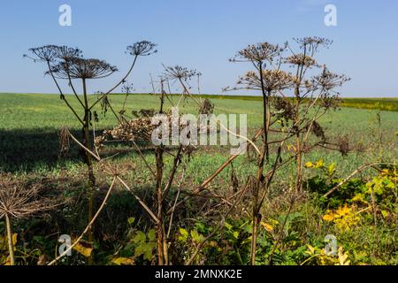 Giant Hogweed Heracleum mantegazzianum against the blue sky. Dry hogweed with huge baskets of seeds. Baskets of a large giant hogweed with seeds again Stock Photo