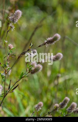 Flowers of the Hares Foot Clover also Rabbitfoot or Stone Clover Trifolium arvense on a meadow in against the sun. Stock Photo