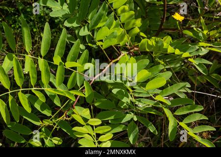 Acacia. Green leaf plant close-up. Natural background. Green background. Stock Photo