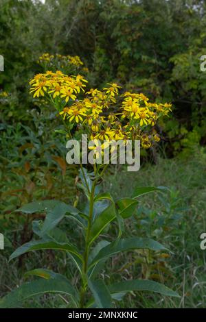 Closeup of many butterflies on a yellow flowering common ragwort or Jacobaea vulgaris plant. Stock Photo