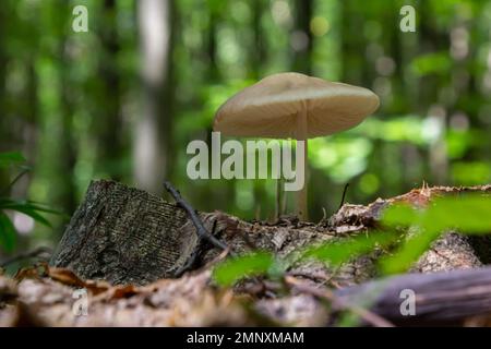 Edible mushroom Hymenopellis radicata or Xerula radicata on a mountain meadow. Known as deep root mushroom or rooting shank. Wild mushroom growing in Stock Photo