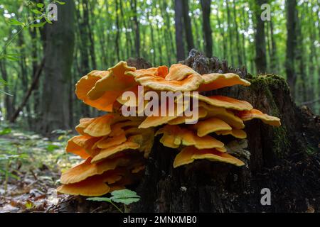 The sulfur-yellow tinder Latin Laetiporus sulphureus is a fungus grown on a tree, a yellowish mushroom. Stock Photo