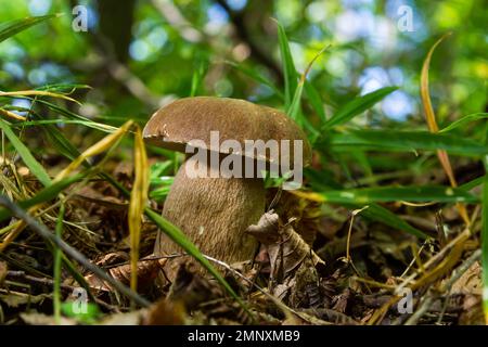 Beautiful boletus edulis mushroom banner in amazing green moss. Old magic forest mushrooms background. White mushroom in sunny day. Stock Photo