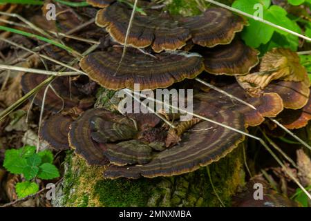 Mushroom called Daedaleopsis growing on sallow wood in the forest. Stock Photo
