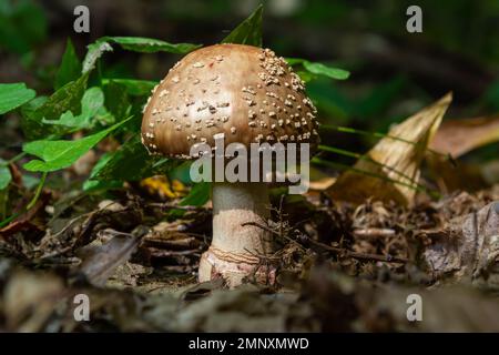 this mushroom is an amanita rubescens and it grows in the forest.