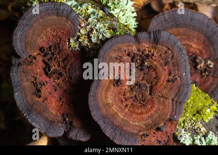 Mushroom called Daedaleopsis growing on sallow wood in the forest. Stock Photo