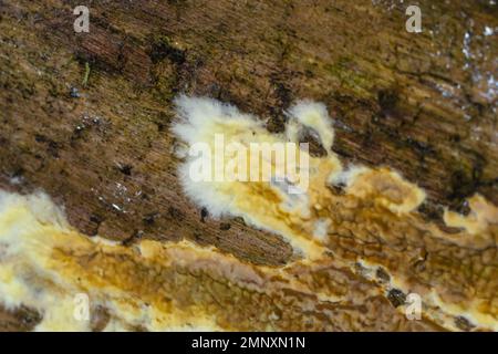 Warped orange crust fungus, Leucogyrophana mollusca On rotten wood. Stock Photo