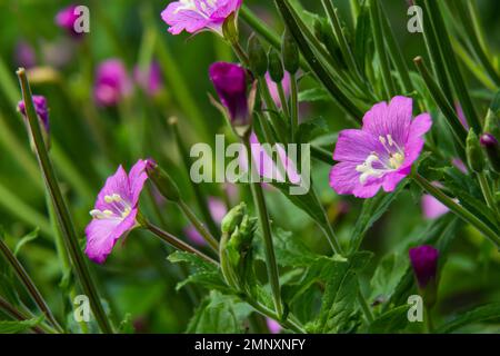 willow-herb epilobium hirsutum during flowering. Medicinal plant with red flowers. Stock Photo