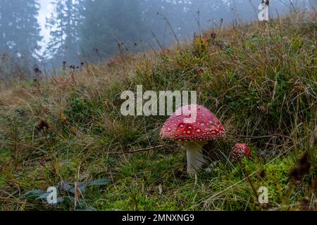 Amanita Muscaria, poisonous mushroom. Photo has been taken in the natural forest background. Stock Photo