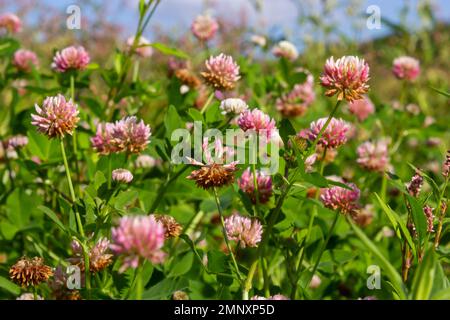 Flowers of alsike clover Trifolium hybridum plant in green summer meadow. Stock Photo