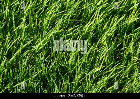 texture green grass on the lawn. Beautiful green background in high quality. Stock Photo