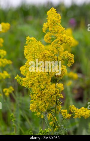 Galium verum is a perennial herbaceous plant from the genus of the nightshade family. Medicinal plant. Stock Photo