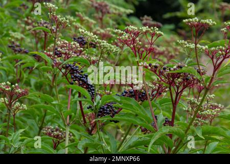 Sambucus ebulus is a poisonous perennial herb. It can also be used as a medicinal plant. Stock Photo