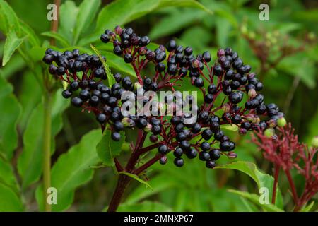 Sambucus ebulus is a poisonous perennial herb. It can also be used as a medicinal plant. Stock Photo