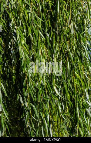 Weeping willow tree foliage background. Weeping willow branches with green leaves. Close up view of green foliage of crying willow tree. Stock Photo