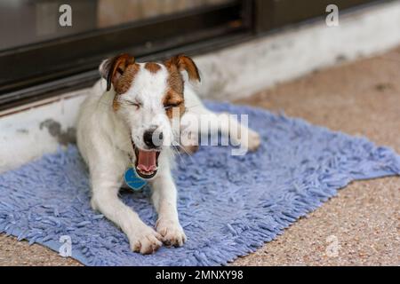 Dog breed Jack Russell lies on carpet and yawns. Shallow depth of field. Horizontal photo. Stock Photo