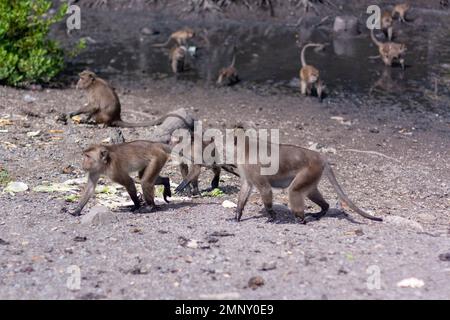 Group of macaque monkeys walk on ground with mud in background. Selective focus, blurred background. Side view. Horizontal image. Stock Photo