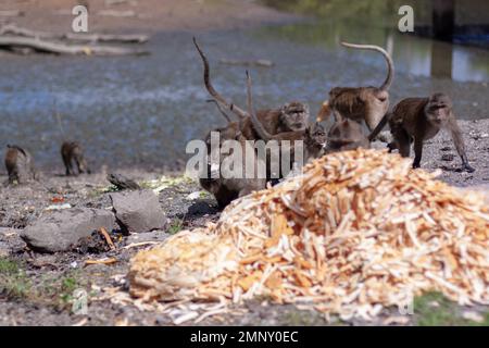 Group of macaque monkeys eat crust of bread from large pile on the ground. Selective focus, blurred background. Front view. Horizontal image. Stock Photo