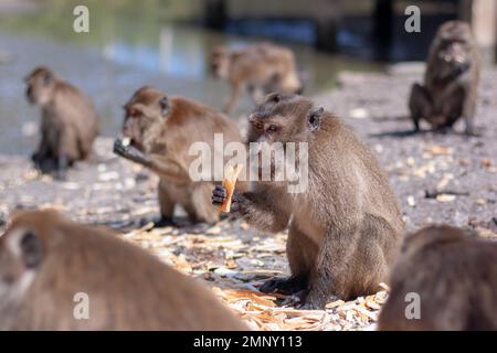 Macaque monkey holds crust of bread in its paw among other monkeys. Selective focus, blurred background. Side view. Horizontal image. Stock Photo