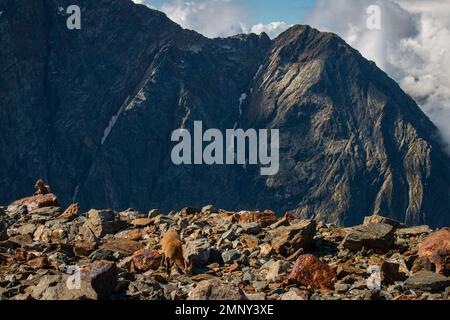 A baby goat and its parent in French Alps near the hiking trail between the last stop of th Mont Blanc tramway and Refuge de Tete Rousse, September Stock Photo